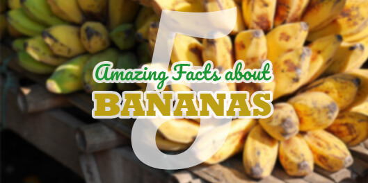 Amazing facts about bananas - Greenville Agro Corporation